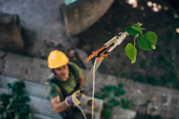 Best Commercial Tree Services  in Jarrell, TX