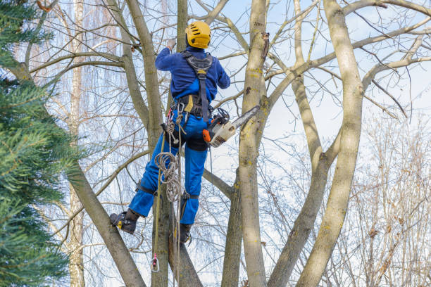 How Our Tree Care Process Works  in  Jarrell, TX