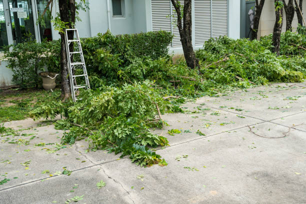 Best Root Management and Removal  in Jarrell, TX