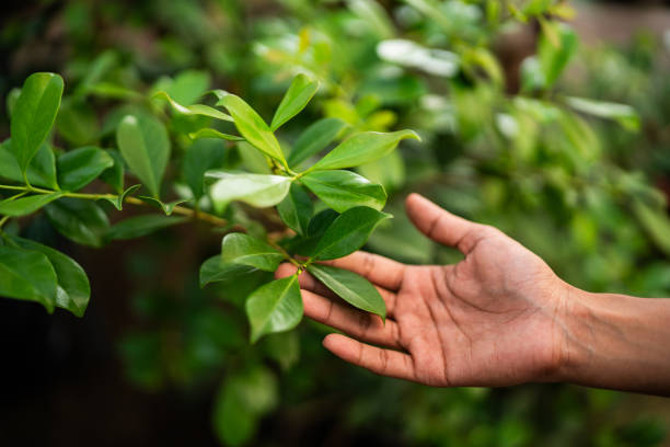 Best Lawn Pest Prevention  in Jarrell, TX